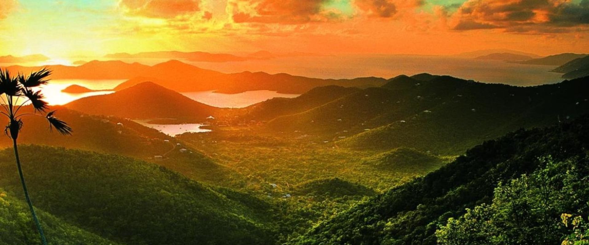 exploring-the-rich-flora-of-the-us-virgin-islands