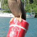 What Types of Birds Can Be Seen at Beaches in the US Virgin Islands?