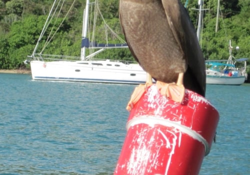 What Types of Birds Can Be Seen at Beaches in the US Virgin Islands?