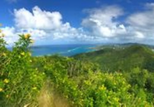 Discover the Amazing Wildlife of the US Virgin Islands